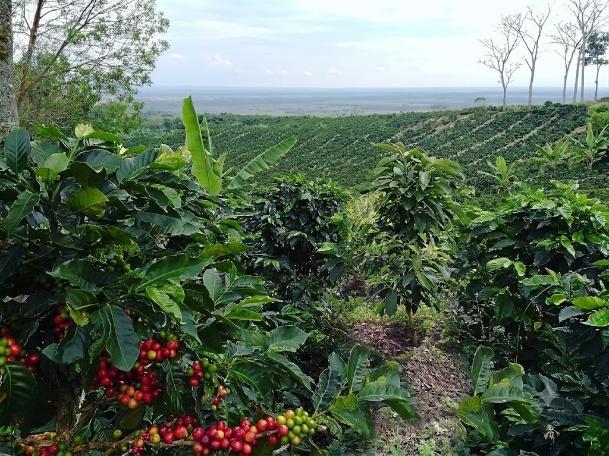 Paisaje de cultivo en el Valle del Cauca