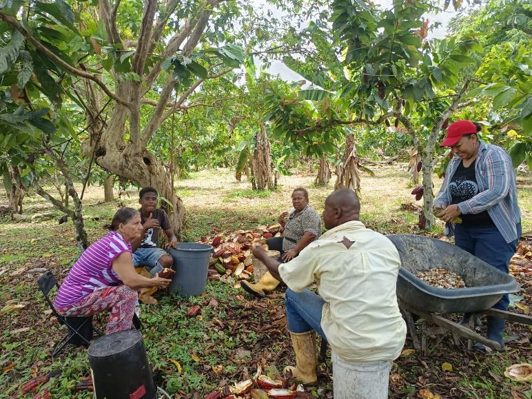 Agricultores cosechando cacao orgánico en Colombia